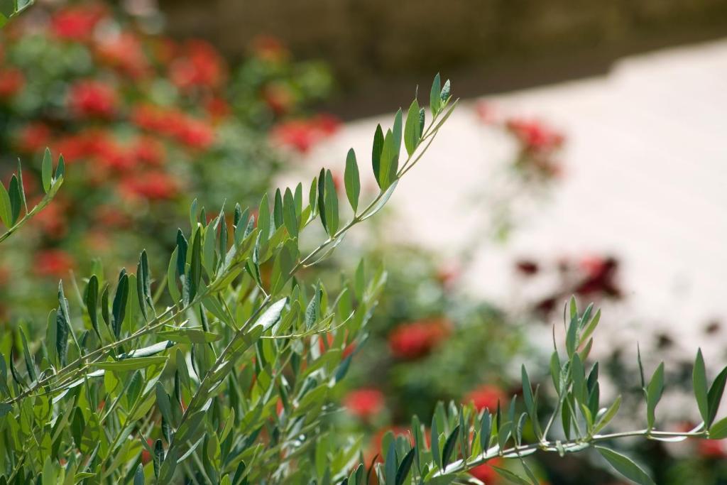 Hotel Relais Agli Olivi Lazise Bagian luar foto